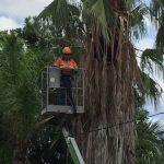 Man on a lift — Tree Service in Moranbah, QLD