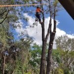 Tree Cutting11 — Tree Service in Moranbah, QLD
