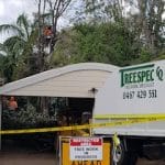Tree Cutting7 — Tree Service in Moranbah, QLD