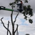 Tree Cutting5 — Tree Service in Moranbah, QLD