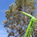 Tree Cutting2 — Tree Service in Moranbah, QLD